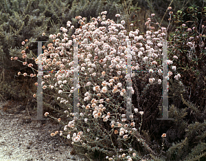 Picture of Eriogonum parvifolium 