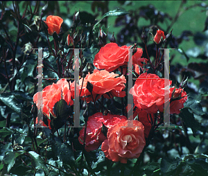 Picture of Rosa  'Mary Sumner'