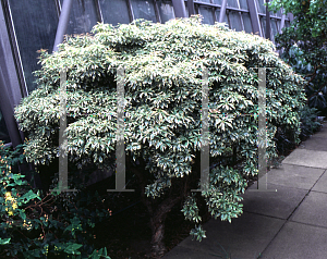 Picture of Pieris japonica 'Variegata'