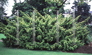 Picture of Taxus baccata 'Washingtonii'