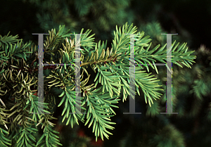 Picture of Taxus baccata 'Washingtonii'
