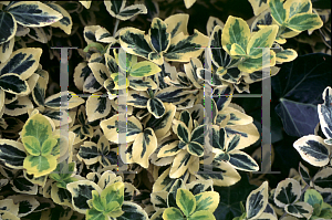 Picture of Euonymus fortunei 'Emerald 'n Gold'