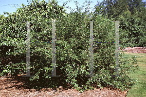 Picture of Euonymus tingens 