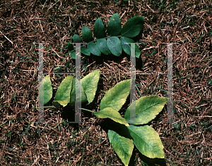 Picture of Gleditsia sinensis 