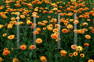 Picture of Calendula officinalis 'Indian Prince'
