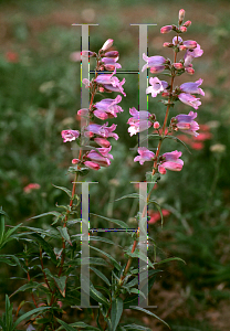 Picture of Penstemon  'Sour Grapes'