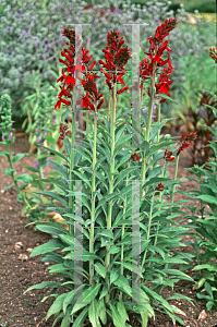 Picture of Lobelia x speciosa 'Compliment Red'