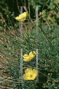 Picture of Papaver pyrenaicum 