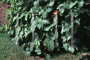 Picture of Epimedium pubigerum 