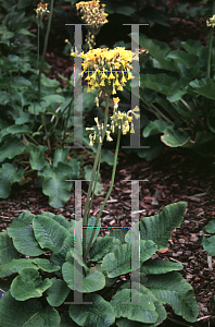 Picture of Primula florindae 