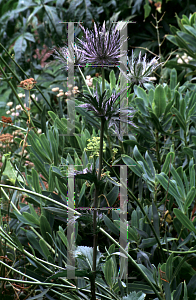 Picture of Eryngium alpinum 