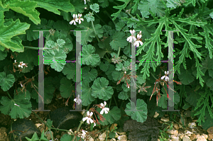 Picture of Pelargonium x fragrans 