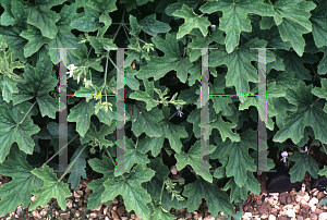 Picture of Pelargonium ribifolium 