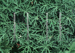 Picture of Pelargonium radens 