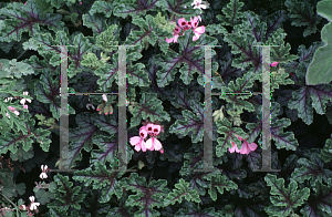 Picture of Pelargonium quercifolium 