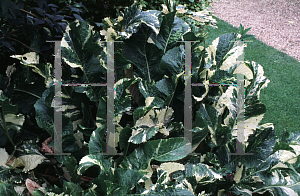 Picture of Armoracia rusticanna 'Variegata'