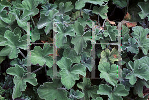 Picture of Pelargonium tomentosum 