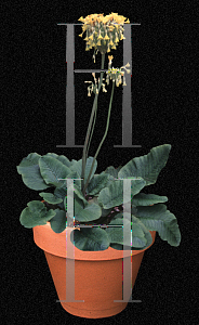 Picture of Primula florindae 