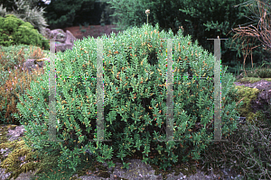Picture of Hebe glaucophylla 