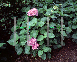 Picture of Hydrangea macrophylla 'Hamburg'