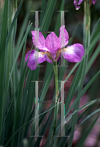 Picture of Iris sibirica 'Illini Charm'