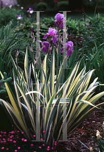 Picture of Iris pallida 'Aurea-variegata'