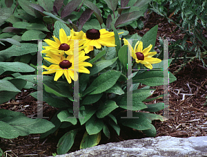 Picture of Rudbeckia hirta 'Becky'