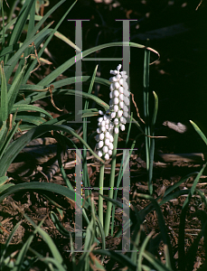 Picture of Muscari botryoides 'Album'