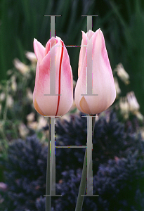 Picture of Tulipa x 'Elegant Lady'
