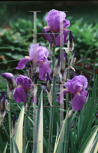 Picture of Iris pallida 'Aurea-variegata'