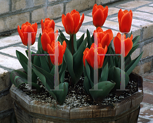 Picture of Tulipa x 'Early Harvest'