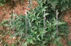 Picture of Echinops ritro 