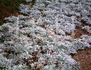 Picture of Artemisia stelleriana 'Silver Brocade'