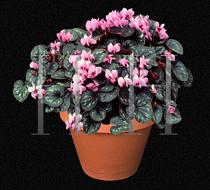 Picture of Cyclamen coum 