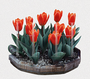 Picture of Tulipa x 'Early Harvest'