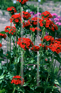 Picture of Lychnis chalcedonica 