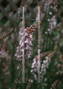 Picture of Linaria purpurea 'Canon J. Went'
