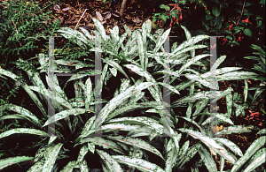 Picture of Pulmonaria longifolia 'Cevennensis'