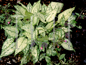 Picture of Pulmonaria x 'Apple Frost'