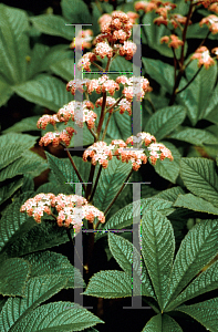 Picture of Rodgersia henrici 