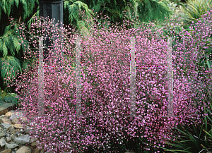 Picture of Thalictrum delavayi 'Hewitt's Double'