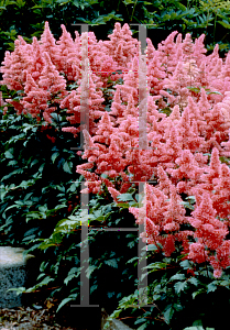 Picture of Astilbe japonica 'Bonn'