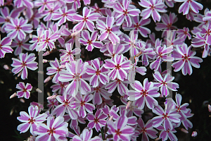Picture of Phlox subulata 'Candy Stripes'