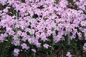Picture of Phlox subulata 'Candy Stripes'
