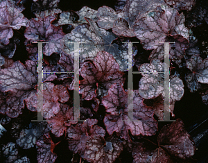 Picture of Heuchera  'Cathedral Windows'