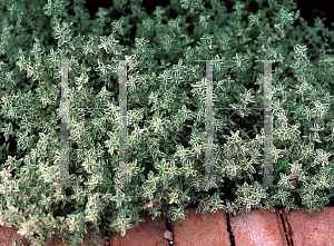 Picture of Thymus vulgaris 'Silver Posie'