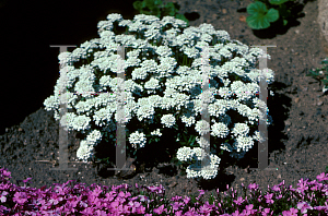 Picture of Iberis sempervirens 'Alexander's White'