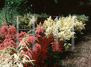 Picture of Astilbe chinensis 