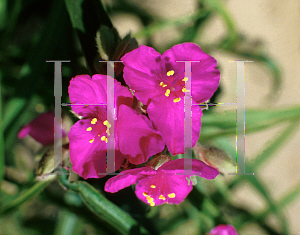 Picture of Tradescantia virginiana 'Red Cloud'