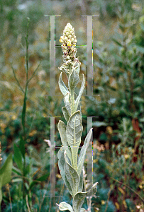 Picture of Verbascum thapsus 